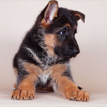 Trainingsteam Fu is mogelijk vanaf een volwassen puppy-leeftijd, beginnend met een periode van 3 maanden